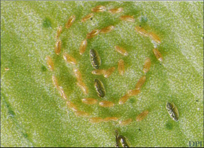 Figure 1. Citrus blackfly, Aleurocanthus woglumi Ashby, egg spiral and first instars.