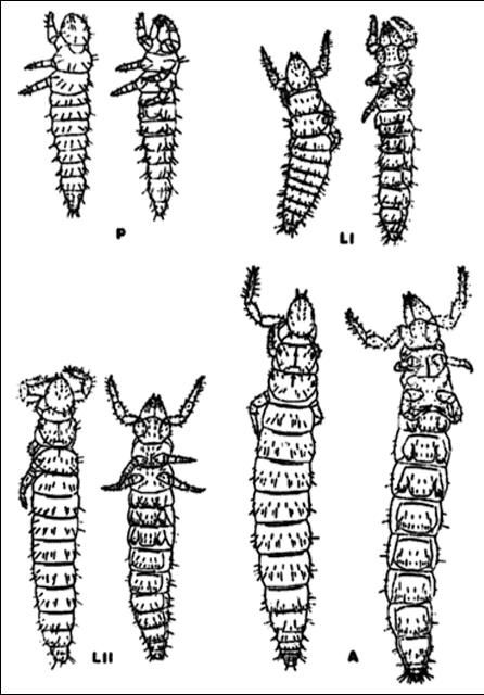 Figure 9. Proturan life stages. P=prelarva, L1=larva I, LII=larva II, A=adult.