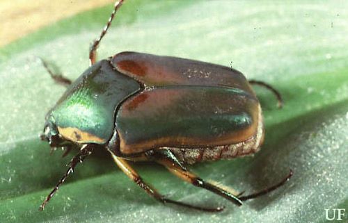 Figure 2. Adult green June beetle, Cotinis nitida Linnaeus.