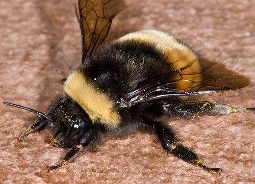 Figure 9. Adult female yellow-banded bumble bee, Bombus terricola Kirby.