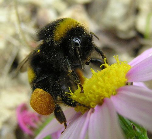 Figure 2. A bumble bee, Bombus sp., with full pollen basket.