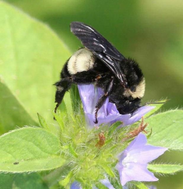 Figure 5. Adult female southern plains bumble bee, Bombus fraternus (Smith).