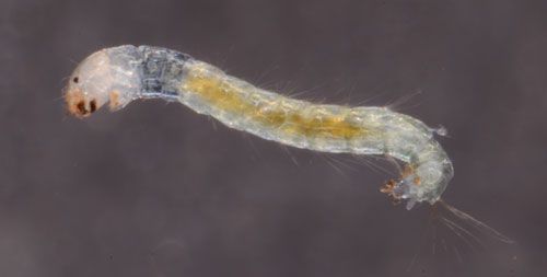 Larva of "hydrilla tip mining midge," Cricotopus lebetis Sublette. 