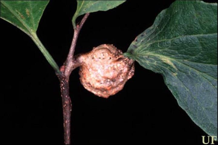 Figure 1. Petiole gall on sugarberry, Celtis laevigata.