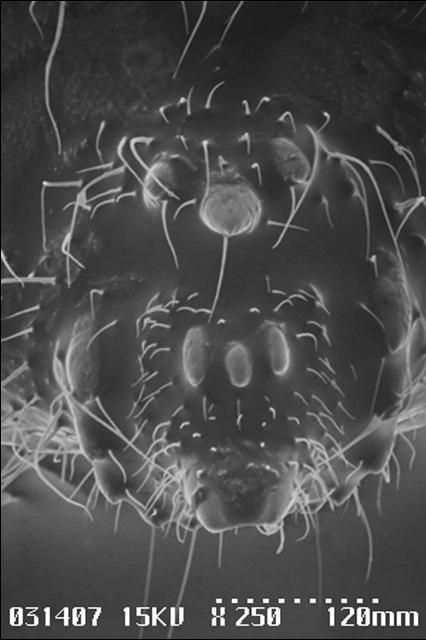 Figure 6. Apical view of abdomen of petiole gall psyllid, Pachypsylla venusta (Osten-Sacken), showing abdominal cutting teeth—scanning electron micrograph.