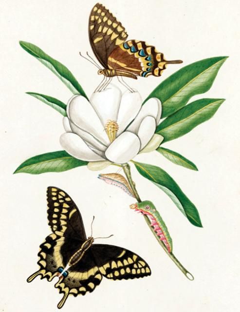 Figure 16. Watercolor painting by John Abbot (about 1816–1818) of life stages of Papilio palamedes (Drury) incorrectly on Magnolia virginiana L.