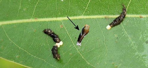 Figure 21. Palamedes swallowtail, Papilio palamedes (Drury), early instar larva (arrow) digitally pasted into photo with bird or lizard (probably lizard) droppings.