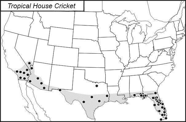 Figure 1. Distribution of the tropical house cricket, Gryllodes sigillatus (F. Walker).