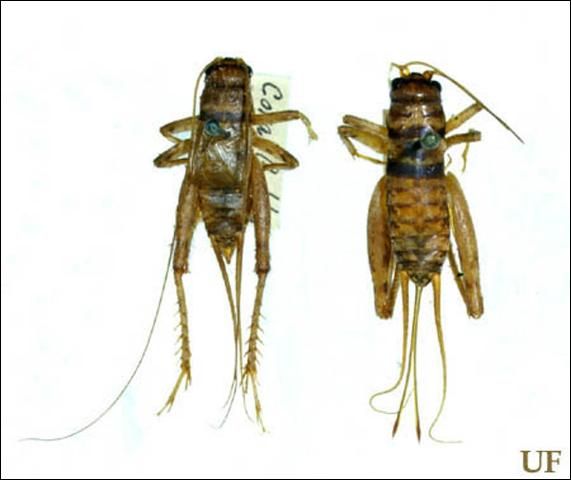 Figure 2. Tropical house cricket, Gryllodes sigillatus (F. Walker), male (left) and female (right).
