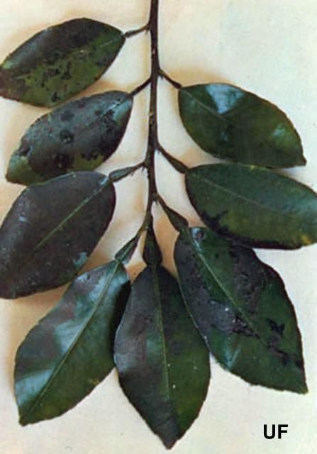 Figure 4. Citrus leaves with sooty mold growing on honeydew excreted by the citrus whitefly, Dialeurodes citri (Ashmead).