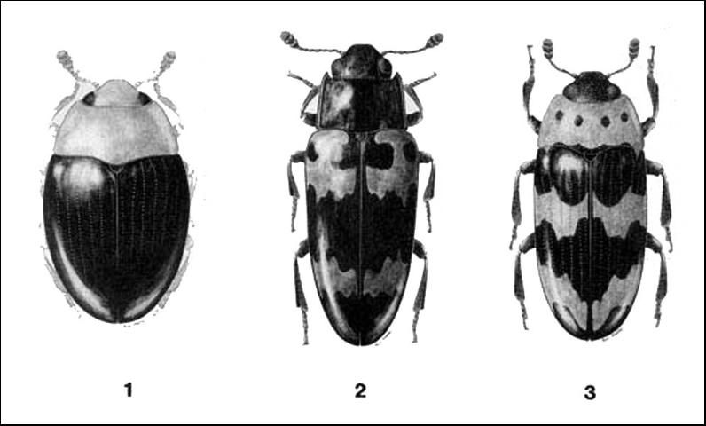 Figure 1. 1) Tritoma atriventis LeConte - 2.0 mm; 2) Megalodacne heros (Say) - 8.0 mm; 3) Ischyrus q. quadripunctatus (Olivier) - 4.0 mm