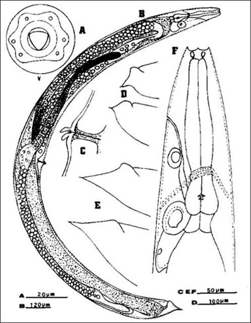 Figure 4. Females of the mole cricket nematode, Steinernema scapterisci Nguyen & Smart n. sp. A) Diagrammatic face view of the first-generation female showing unevenly distributed papillae. B) Entire body of second-generation females. C) Double-flapped epiptygma on vulva of the first-generation females. D) Variation in tails of the first-generation females. E) Variation in tails of second-generation females. F) Anterior region of the first-generation female showing large cheilorhabdions, esophagus, nerve ring, excretory pore and duct, and elliptically shaped structure and gland cell associated with the excretory system.