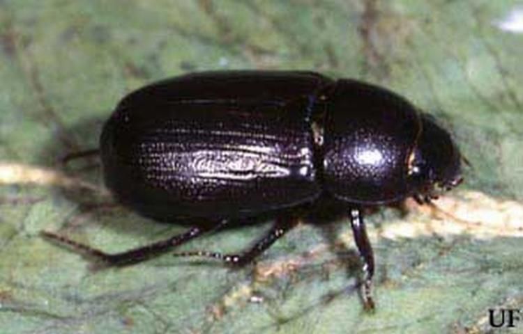 Figure 1. Adult rice beetle, Dyscinetus morator (F.).