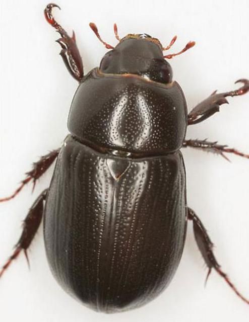Figure 2. Adult male rice beetle, Dyscinetus morator (F.). Notice the enlarged tarsal segment on the front legs.