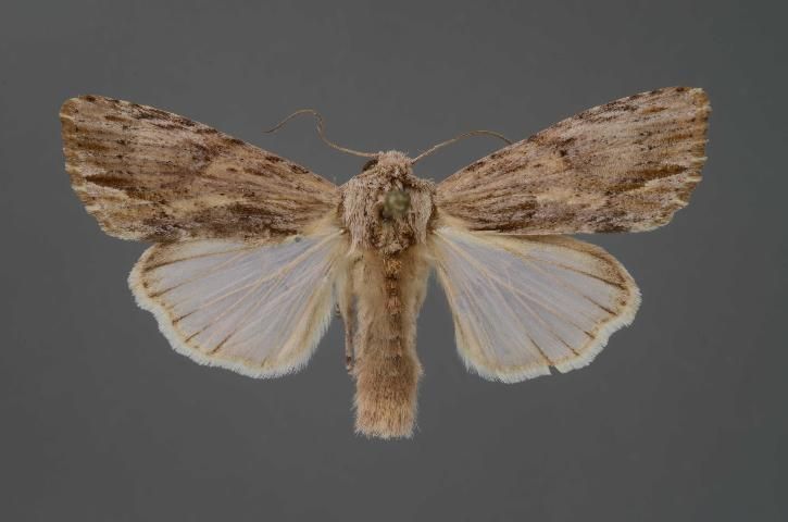 Figure 6. Adult female of the southern armyworm, Spodoptera eridania (Stoll).
