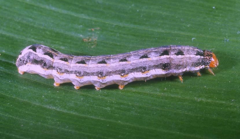 Figure 5. Mature larva (light form) of the southern armyworm, Spodoptera eridania (Stoll).