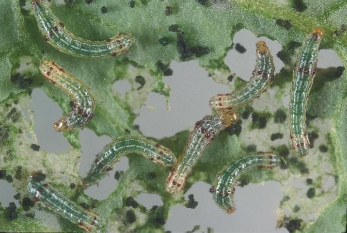 Figure 3. Southern armyworm, Spodoptera eridania (Stoll), second and third instar larvae on tomato.
