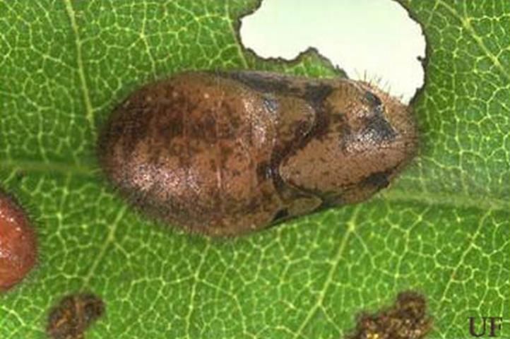 Figure 5. Pupa of the red-banded hairstreak, Calycopis cecrops (Fabricius).