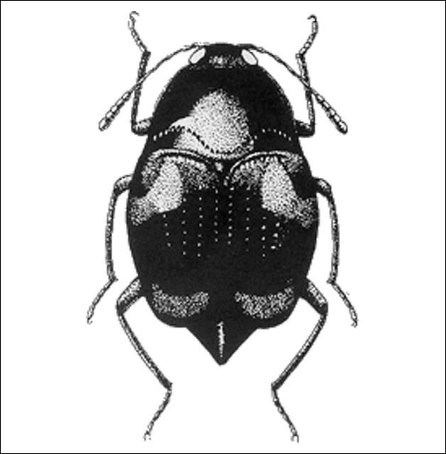 Figure 11. Scaphidium quadriguttatum (Say) (Scaphidiinae) 4.3 mm.