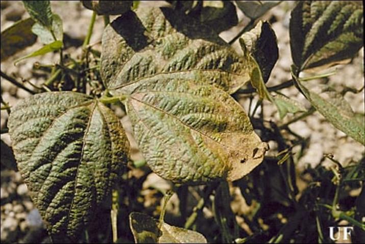 Figure 9. Bean leaf damage caused by the melon thrips, Thrips palmi Karny, showing a close-up of the bronze coloring effect. Photograph by John Capinera, University of Florida.
