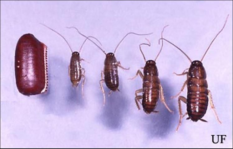 Figure 1. Ootheca and first, second, third and fourth instar nymphs of the American cockroach, Periplaneta americana (Linnaeus).