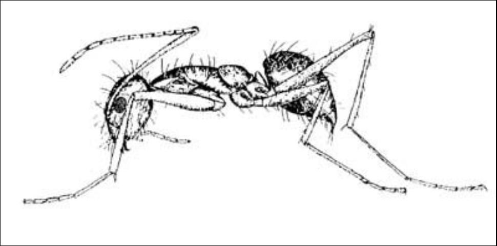 Figure 6. Lateral view of a crazy ant, Paratrechina longicornis (Latreille). See wedge-shaped petiole and fringe of setae around terminal orifice.