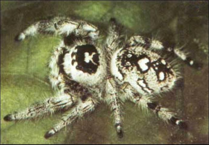 Figure 2. Adult female, gray form, regal jumping spider, Phidippus regius C.L. Koch.