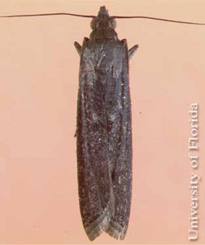 Figure 4. Adult female lesser cornstalk borer, Elasmopalpus lignosellus (Zeller).