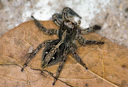 Figure 4. Female pantropical jumper, Plexippus paykulli (Audouin).