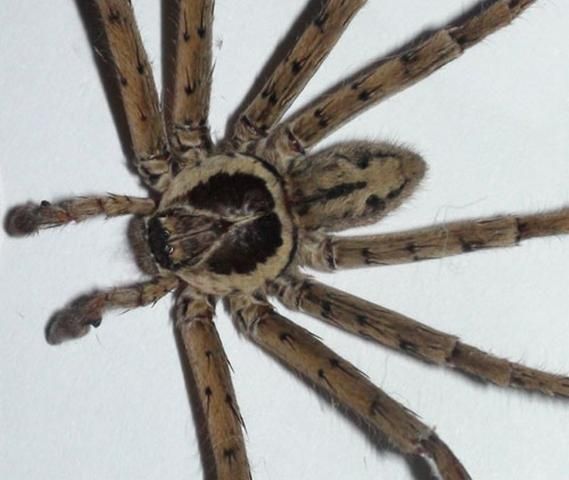 Figure 4. Closeup of adult male huntsman spider, Heteropoda venatoria (Linnaeus). See the dark, longitudinal stripe on the abdomen and a light-bordered pale area behind the eyes.