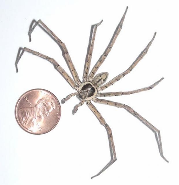 Figure 1. Adult male huntsman spider, Heteropoda venatoria (Linnaeus).