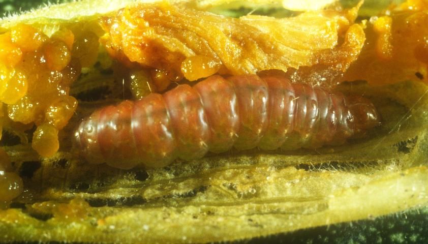 Figure 3. Mature pickleworm larva, Diaphania nitidalis (Stoll). The color varies with the host material consumed, ranging from white to bronze.
