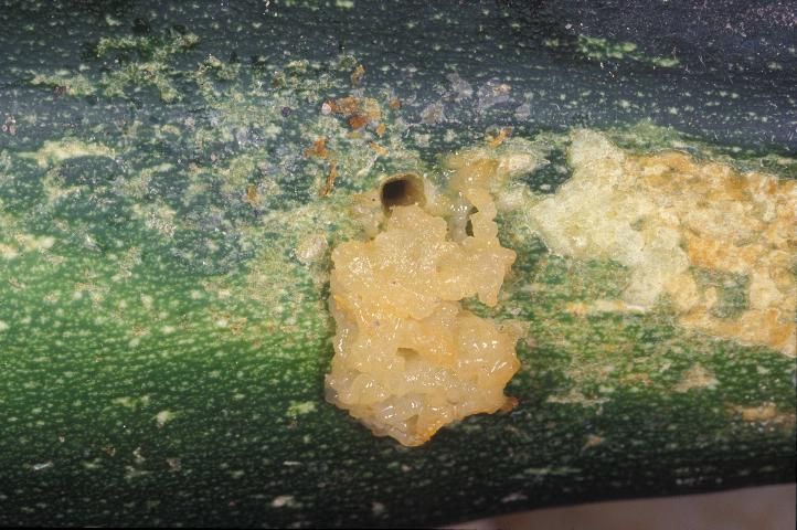 Figure 5. Evidence of pickleworm, Diaphania nitidalis (Stoll), feeding on squash. Note that the fecal material is extruded from the tunnel where the larva is feeding.