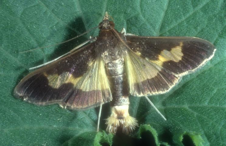 Figure 4. Pickleworm moth, Diaphania nitidalis (Stoll).