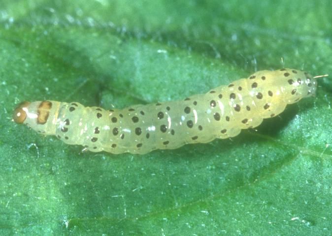 Figure 1. Young pickleworm larva, Diaphania nitidalis (Stoll).