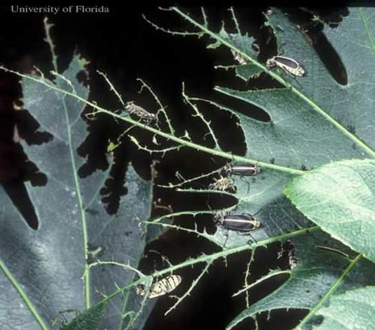 Figure 19. Crop damage caused by adult margined blister beetles, Epicauta pestifera Werner.