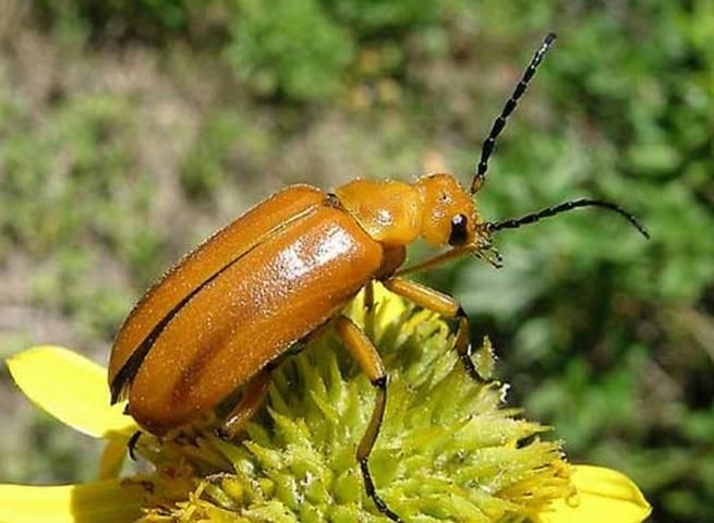 Figure 17. Adult Nemognatha punctulata LeConte, a blister beetle.