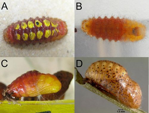 Figure 11. Eumaeus atala Poey progression from prepupa to pupa. A) and B) Pre-pupa, C) Newly-molted pupa, D) More mature pupa that has not yet darkened completely.