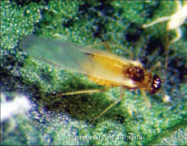 Figure 3. Winged adult (yellow morph) melon aphid, Aphis gossypii Glover.