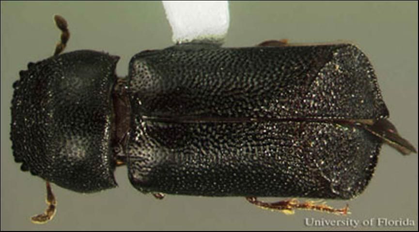 Figure 1. Dorsal view of adult Xylopsocus capucinus (Fabricius), a false powder-post beetle.