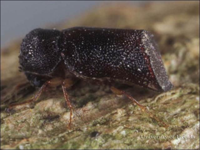 Figure 3. Lateral view of adult Xylopsocus capucinus (Fabricius), a false powder-post beetle.