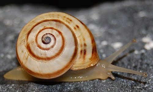 Figure 1. The white garden snail, Theba pisana (Müller).