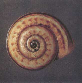 Figure 4. Dots and dashes color form of the white garden snail, Theba pisana (Müller).