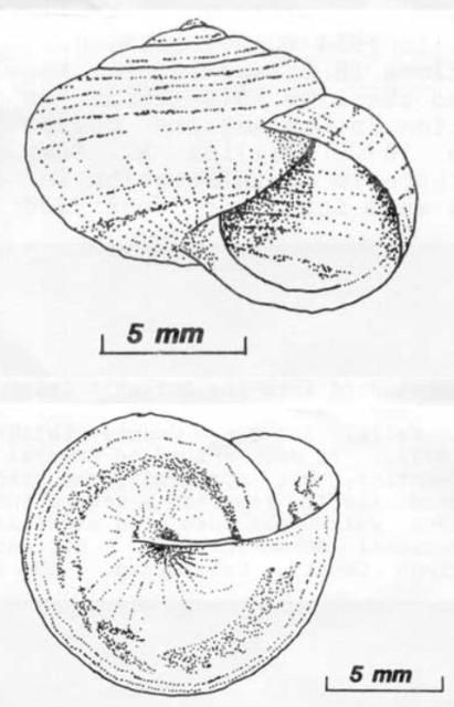 Figure 2. Front (top) and basal (bottom) views of the white garden snail, Theba pisana (Müller).