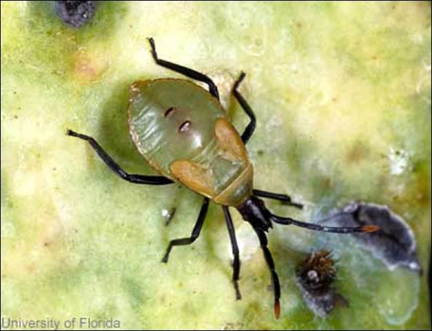Figure 3. Nymph of Chelinidea vittiger aequoris McAtee, a cactus bug that feeds on prickly pear cacti, Opuntia spp. Feeding punctures result in circular discolored areas.