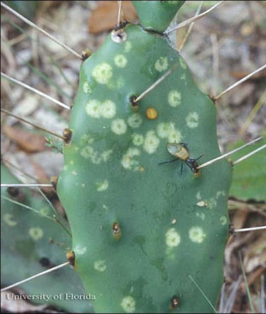 Figure 4. Nymph of Chelinidea vittiger aequoris McAtee, a cactus bug, and damage on prickly pear spine.