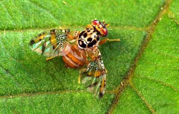 Figure 17. Dorsal view of adult male Mediterranean fruit fly, Ceratitis capitata (Wiedemann).