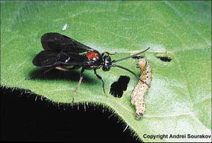 Figure 5. The wasp parasitoid Cardiochiles nigriceps Viereck, approaches a potential host, an adult tobacco budworm, Heliothis virescens (Fabricius).