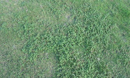Figure 11. Weeds proliferate on an athletic field planted with bermudagrass infested by Belonolaimus longicaudatus.
