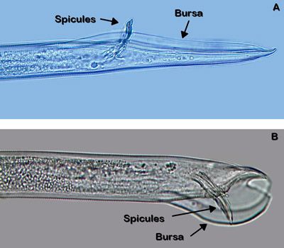 Figure 3. Sex organs of male Belonolaimus longicaudatus (A) and Dolichodorus sp. (B). The bursa of Belonolaimus longicaudatus is long and narrow while that of Dolichodorus spp. is shorter and wider.